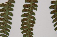 假蹄蓋蕨、東洋蹄蓋蕨藏品圖，第6張