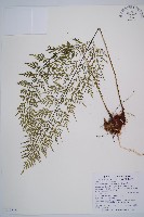 威氏鐵角蕨藏品圖，第1張