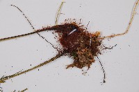 威氏鐵角蕨藏品圖，第3張