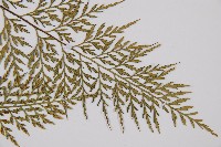 威氏鐵角蕨藏品圖，第4張