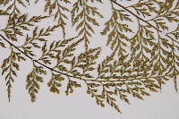 威氏鐵角蕨藏品圖，第5張