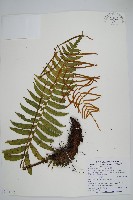 倒葉瘤足蕨藏品圖，第1張