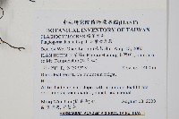 倒葉瘤足蕨藏品圖，第2張