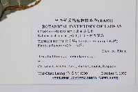 細葉實蕨藏品圖，第2張