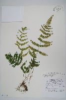 微毛凸軸蕨藏品圖，第1張