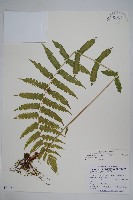 野毛蕨藏品圖，第1張