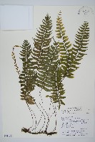 單邊鐵角蕨藏品圖，第1張