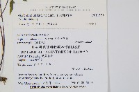 單邊鐵角蕨藏品圖，第2張