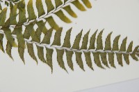 單邊鐵角蕨藏品圖，第3張