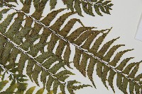 單邊鐵角蕨藏品圖，第4張