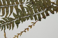 單邊鐵角蕨藏品圖，第5張