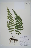 擬茯蕨藏品圖，第1張