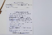 網脈耳蕨、柳葉蕨藏品圖，第2張