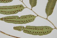 網脈耳蕨、柳葉蕨藏品圖，第3張