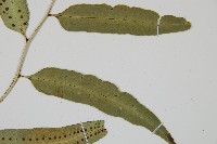 網脈耳蕨、柳葉蕨藏品圖，第4張