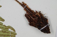 網脈耳蕨、柳葉蕨藏品圖，第5張