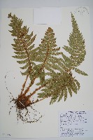 尖葉耳蕨藏品圖，第1張