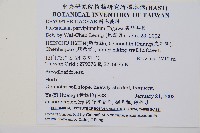 尖葉耳蕨藏品圖，第2張