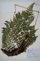 哈氏假複葉耳蕨藏品圖，第1張