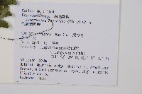 哈氏假複葉耳蕨藏品圖，第2張