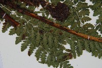 哈氏假複葉耳蕨藏品圖，第3張