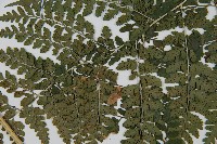 哈氏假複葉耳蕨藏品圖，第4張