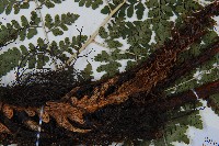 哈氏假複葉耳蕨藏品圖，第5張