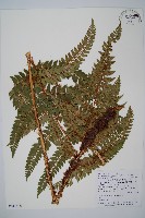 阿里山耳蕨藏品圖，第1張