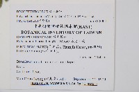 阿里山耳蕨藏品圖，第2張