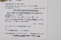 小苞鱗毛蕨藏品圖，第2張