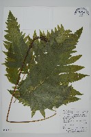 蛇脈三叉蕨藏品圖，第1張