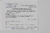 蛇脈三叉蕨藏品圖，第2張