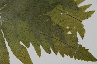 蛇脈三叉蕨藏品圖，第3張