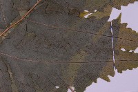 蛇脈三叉蕨藏品圖，第4張