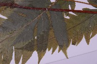 蛇脈三叉蕨藏品圖，第5張