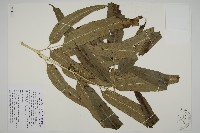 日本鳳丫蕨藏品圖，第1張