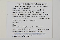 日本鳳丫蕨藏品圖，第2張