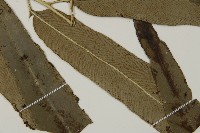 日本鳳丫蕨藏品圖，第3張