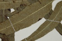 日本鳳丫蕨藏品圖，第5張