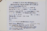 鞭葉耳蕨藏品圖，第2張