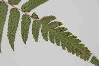 深山雙蓋蕨藏品圖，第3張