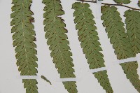 深山雙蓋蕨藏品圖，第4張