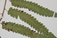 深山雙蓋蕨藏品圖，第8張