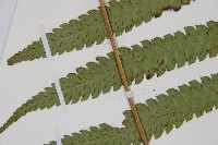 深山雙蓋蕨藏品圖，第9張