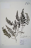 南海瓶蕨藏品圖，第1張