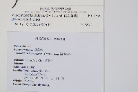 南海瓶蕨藏品圖，第2張