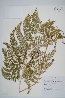 臺灣兩面複葉耳蕨藏品圖，第1張