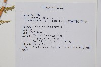 臺灣兩面複葉耳蕨藏品圖，第2張