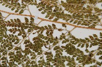 臺灣兩面複葉耳蕨藏品圖，第3張