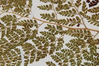 臺灣兩面複葉耳蕨藏品圖，第4張